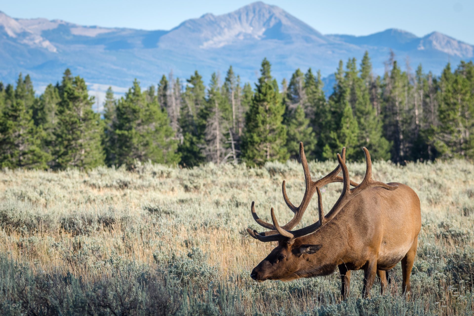 an elk grazing in an open forest field with mountains in the background
