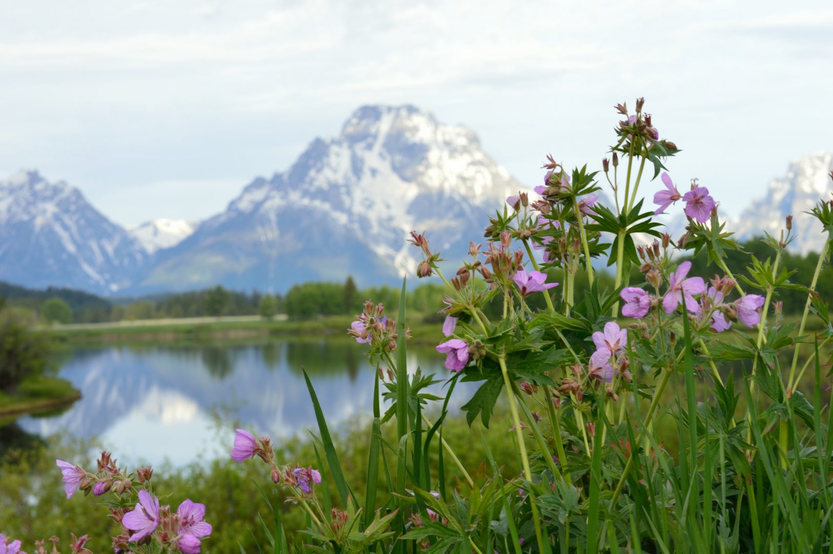pink wildflowers with a lake and mountains in the background