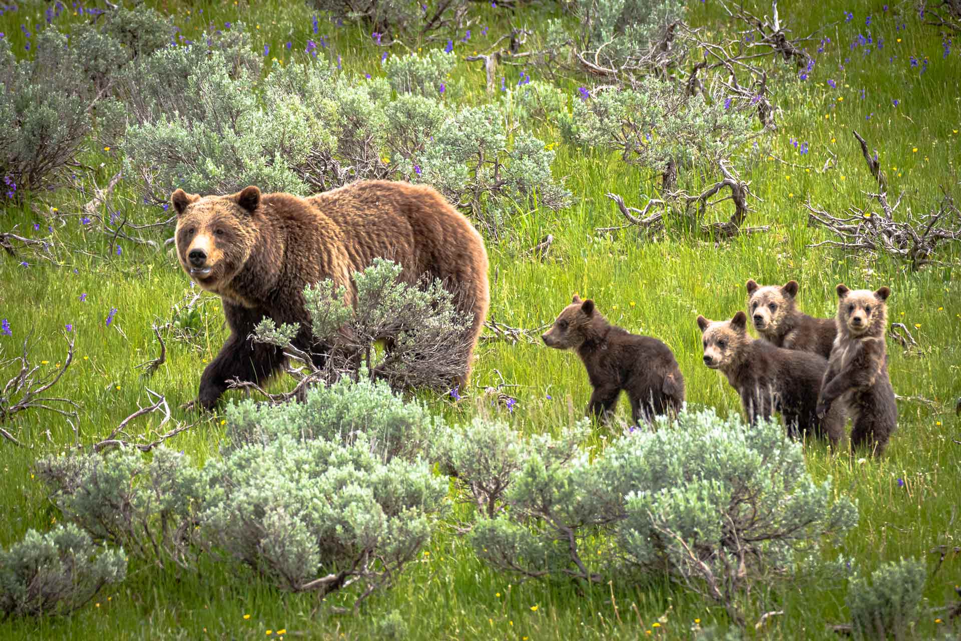 mother bear with cubs in the forest