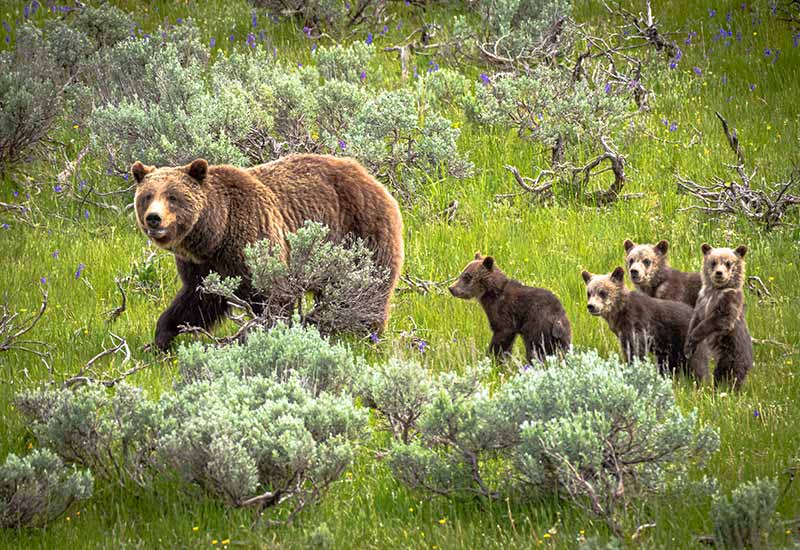 mother bear with cubs in the forest