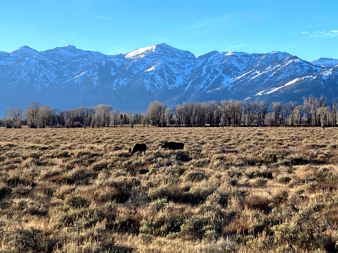 a mountain range and field at Grand Teton National Park