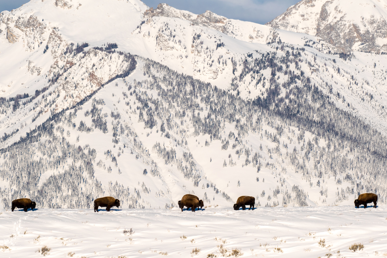 bison in front of Grand Teton mountains