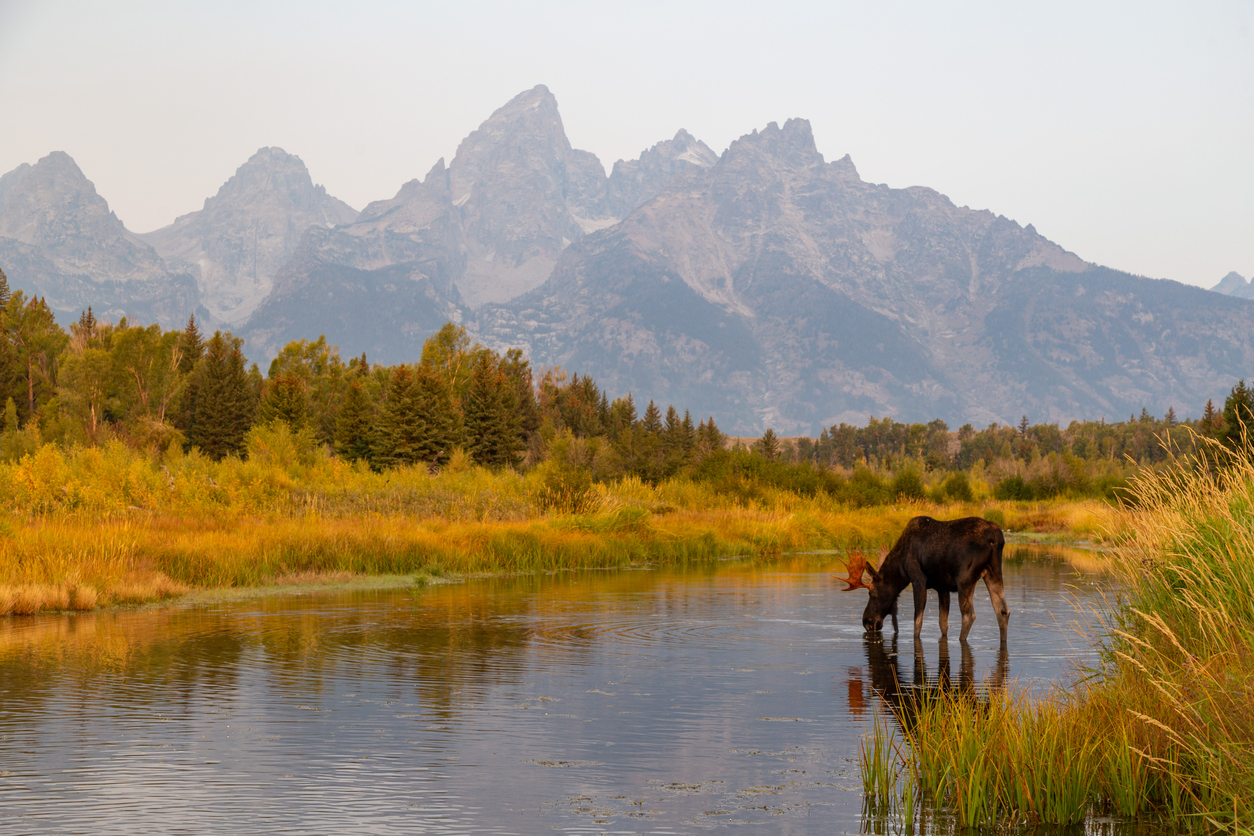 Wild bull moose drinking water in the Snake River in Grand Teton National Park, Wyoming USA