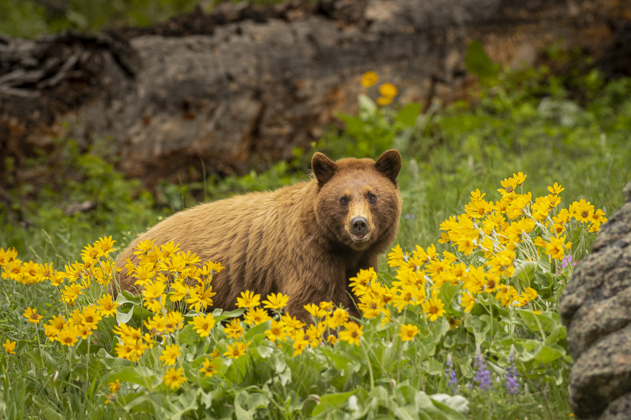 Cinnamon Black Bear standing in a field of yellow daisies